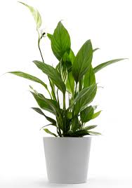 Plantas