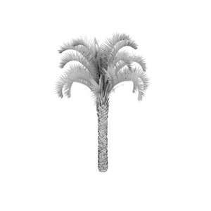 PALM